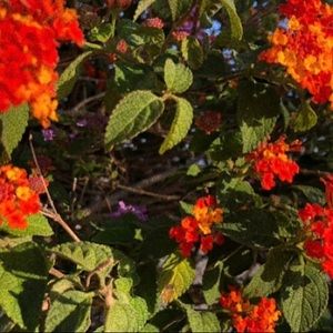 Meet your Posher, Petra